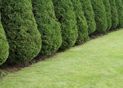 Plantation de haie sur à Mascouche - Tourbe Lanaudière